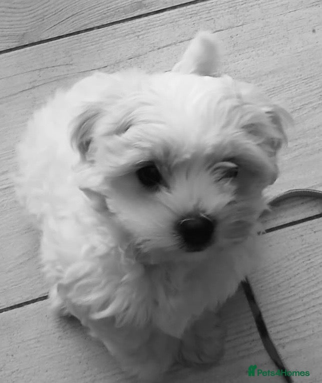 Maltese dogs Maltese puppy (girl) - Advert 2