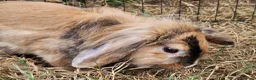 Mixed Breed rabbits for sale: Bunny's  - Advert 4