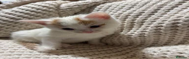 Cutie