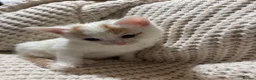 American Shorthair cats for sale: Cuddly Cute Kalic Kittens🐾 - Advert 22