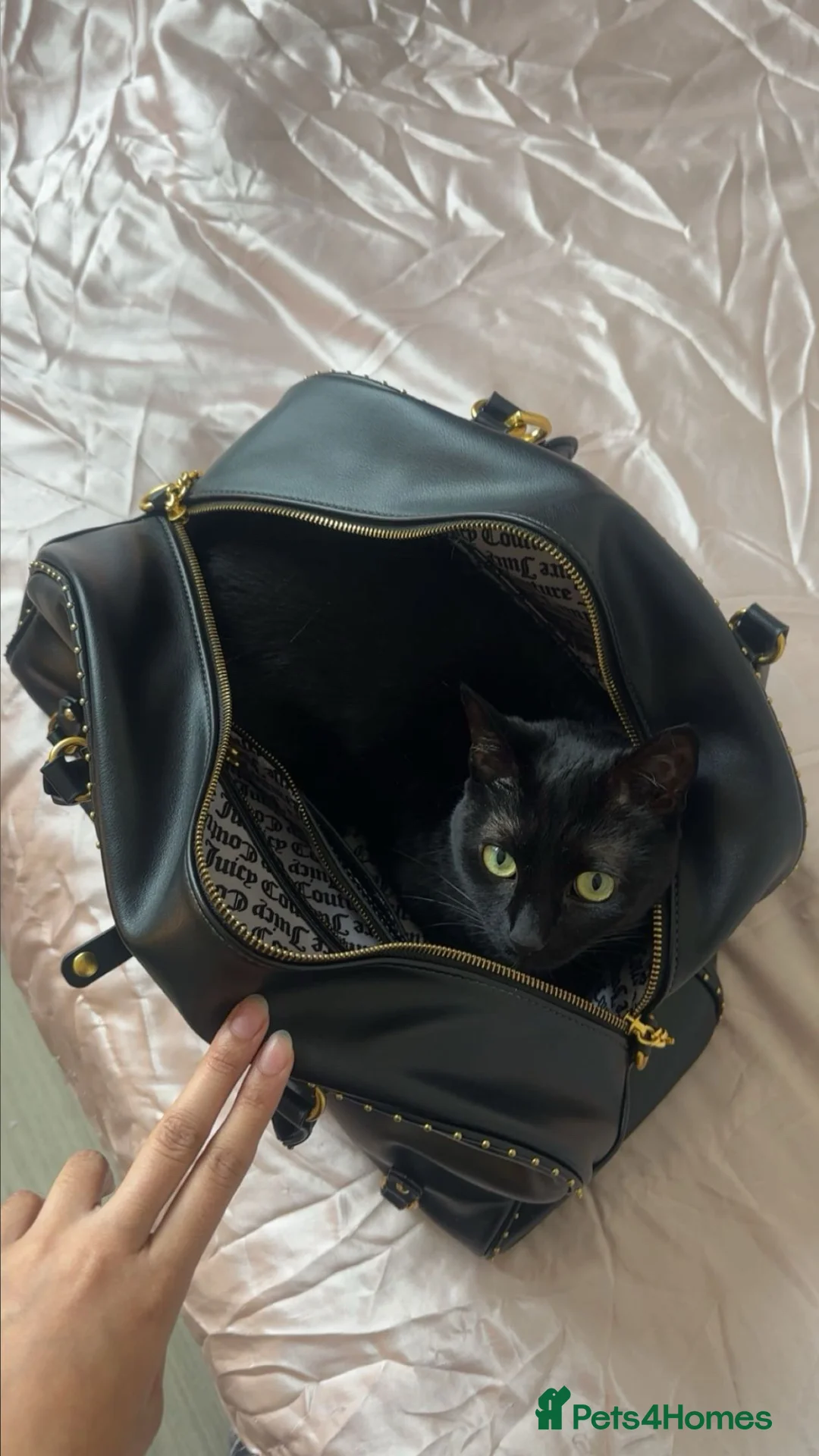 Korat cats for sale: Nala  in Oldham - Advert 2