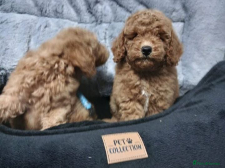 Mixed Breed dogs Beautiful 8 week old Female Poodle puppy - Advert 3