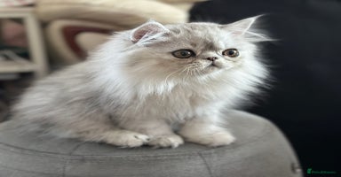 Persian cats - Advert 4