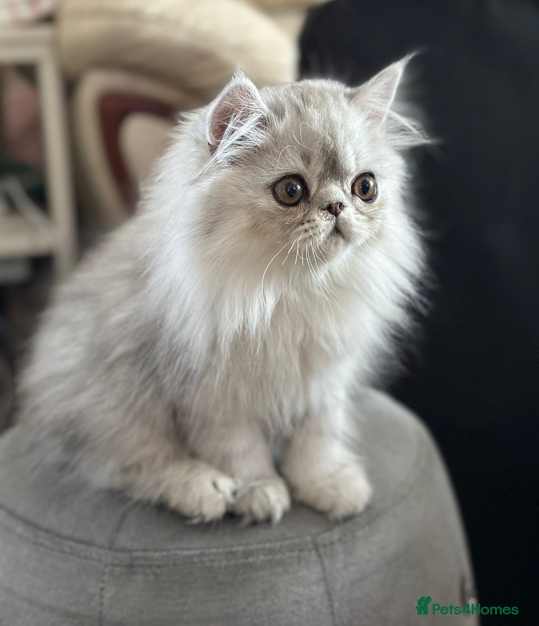Persian cats for sale: 2 Cuddly Pedigree Persian Babies💙 - Image 7