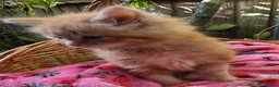 Mixed Breed cats for sale: Maine Coon X Fluffy Long Haired Kittens RESERVE    - Advert 5