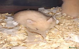 Hamster rodents for sale: Baby Syrian hamsters ready now  - Image 3