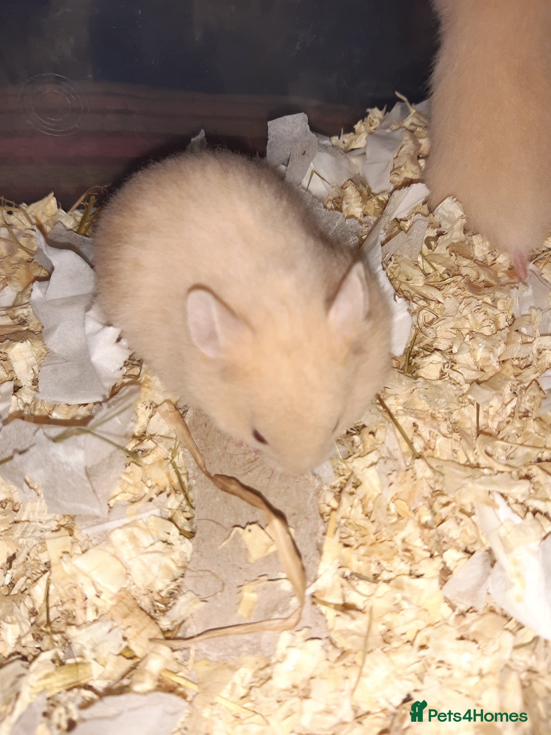 Hamster rodents for sale: Baby Syrian hamsters ready now  - Image 3