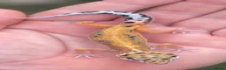 Leopard Gecko reptiles for sale: Stunning Male Leopard Gecko + Full Enclosure - Advert 5