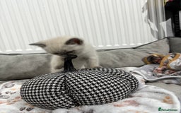 Ragdoll cats for sale: Ragdoll x main coon x British shorthair mix  - Image 13