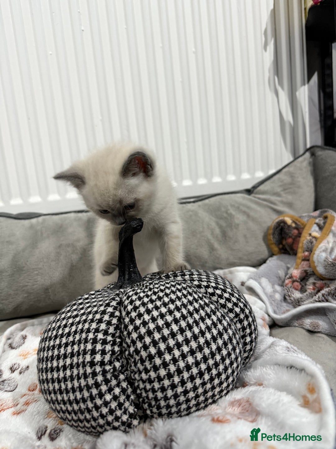 Ragdoll cats for sale: Ragdoll x main coon x British shorthair mix  - Image 13