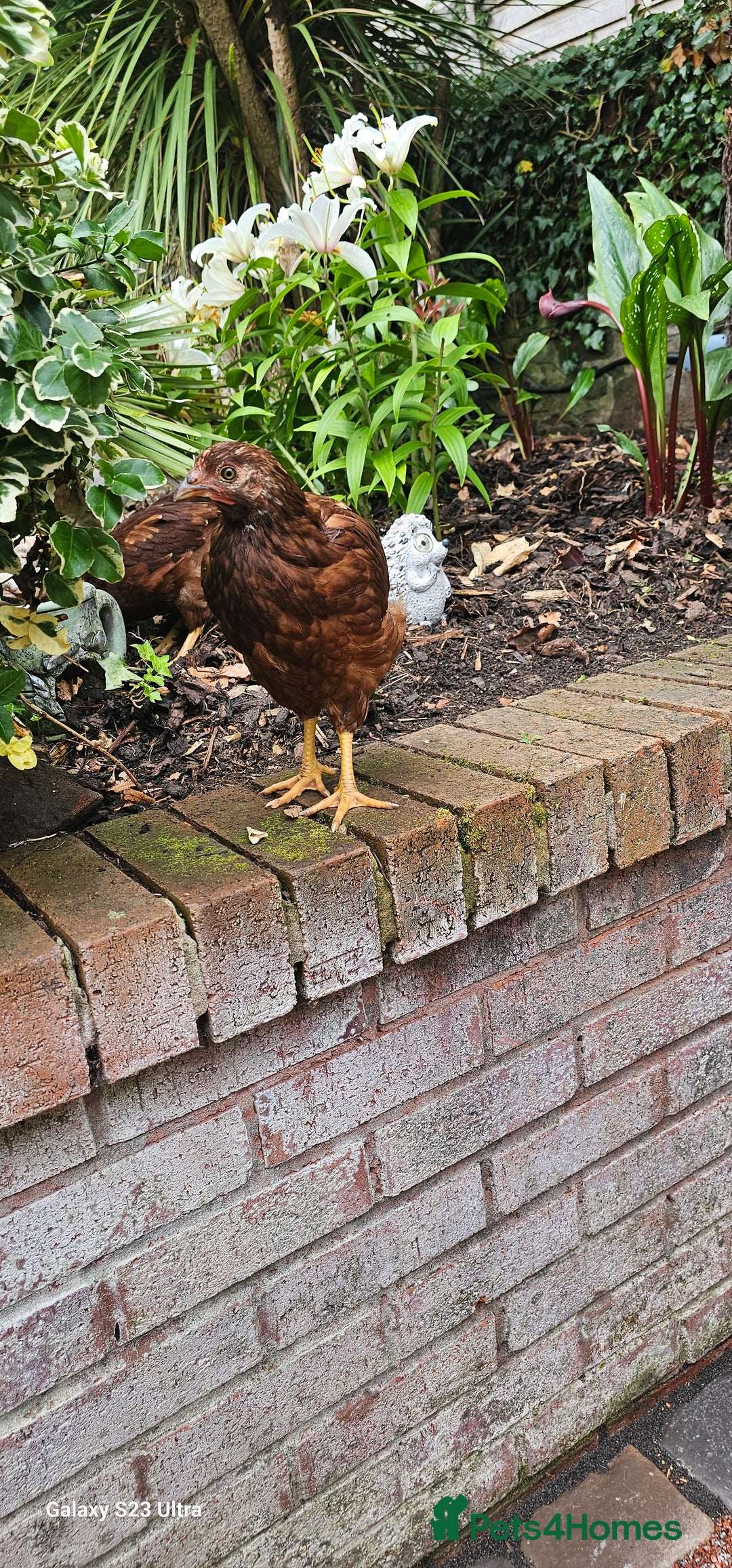 Hens poultry for sale:  FREE chickens 2 Rhode island Reds & 2 Leghorns - Image 15