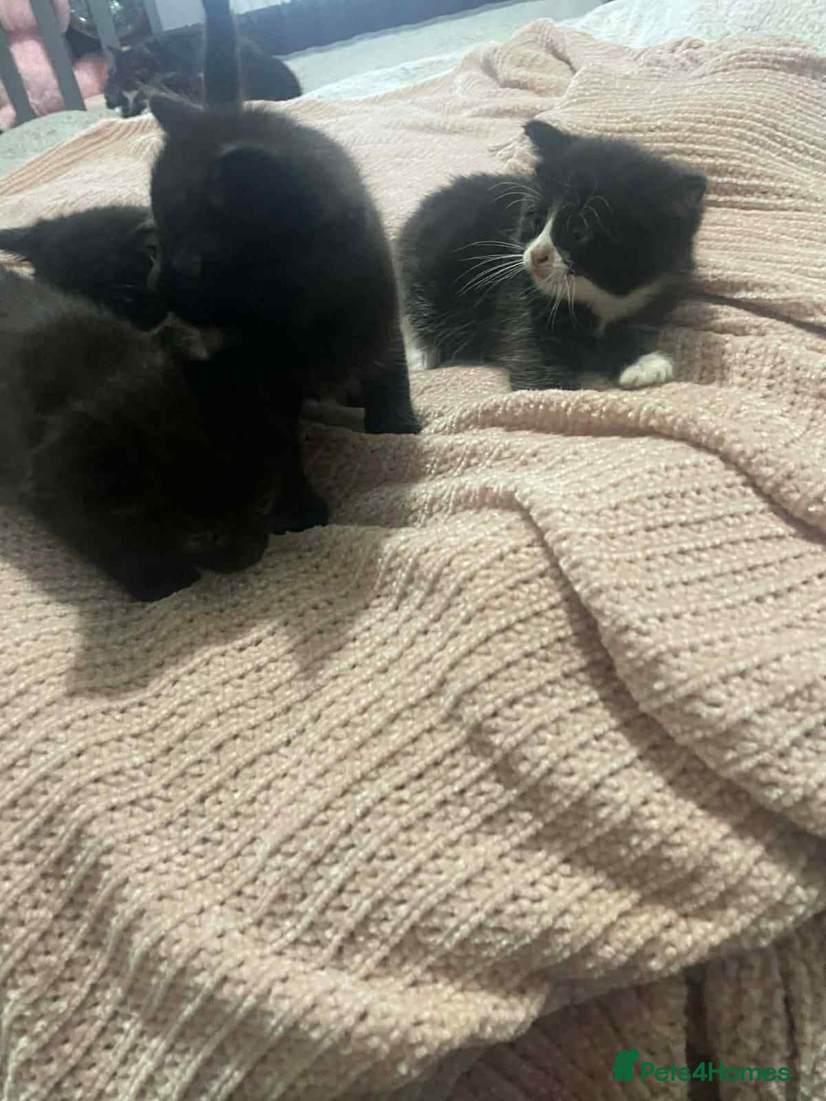 Mixed Breed cats 4 boy kittens ready to go to there forever home  - Advert 1