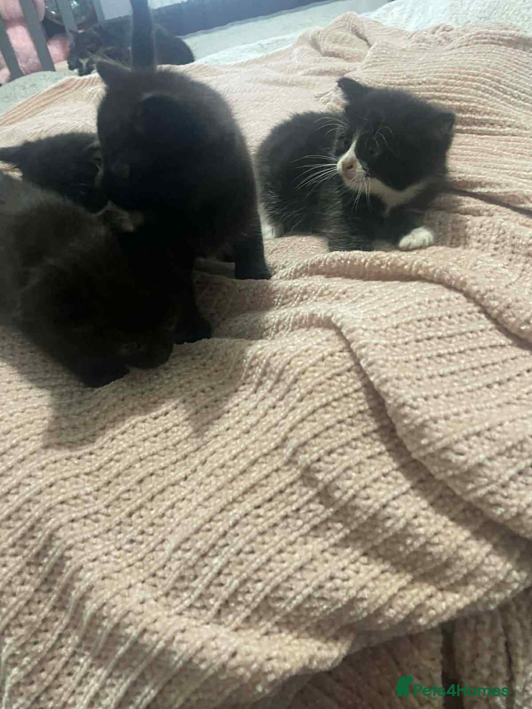 Mixed Breed cats for sale: 4 boy kittens ready to go to there forever home  - Advert 1