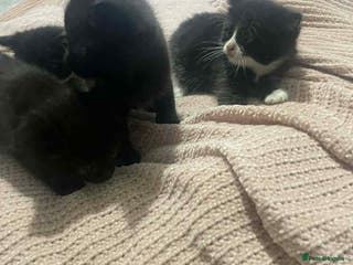 Mixed Breed cats 4 boy kittens ready to go to there forever home - Advert 21