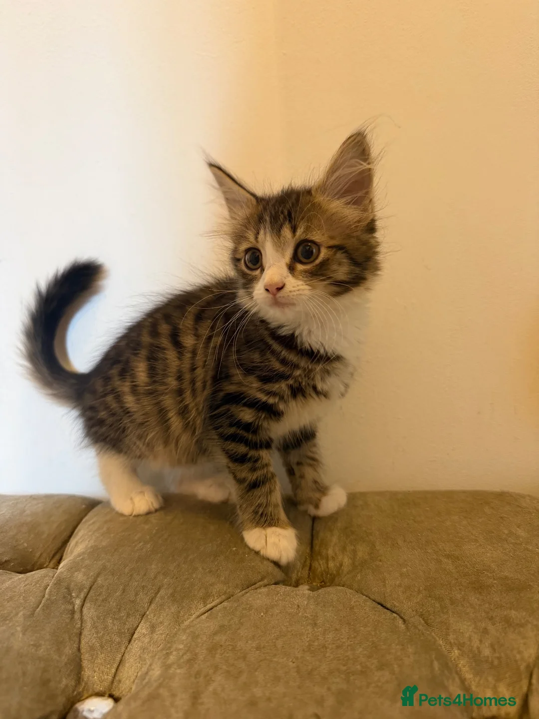 Mixed Breed cats for sale: Kittens ready for new homes now  - Advert 2