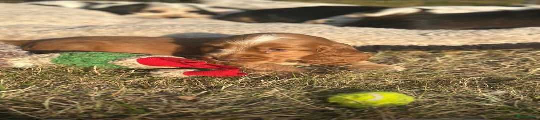 Cocker Spaniel Puppy 8