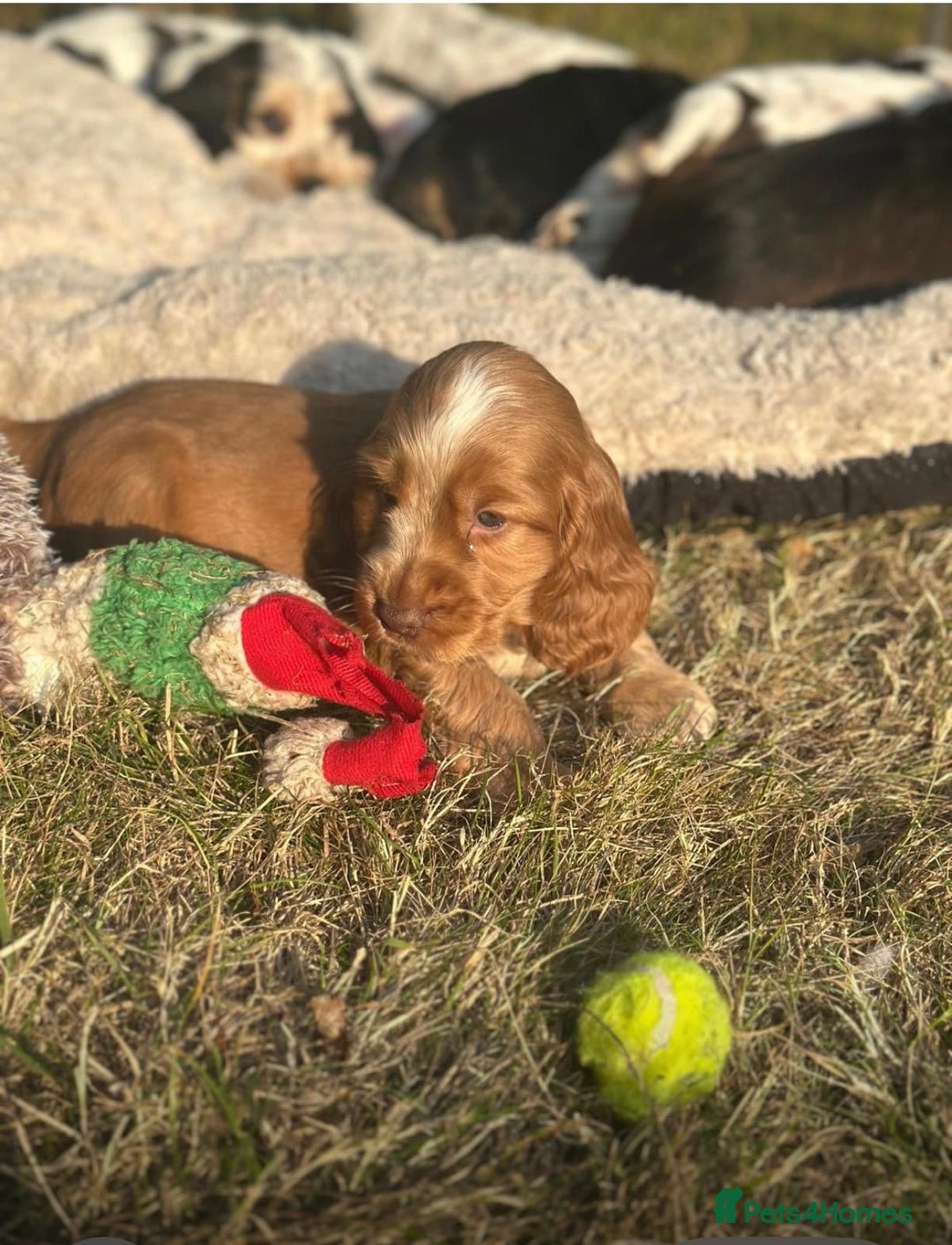 Cocker Spaniel dogs for sale: STUNNING Rizi Bizi sired Cocker puppies DNA Tested - Image 28