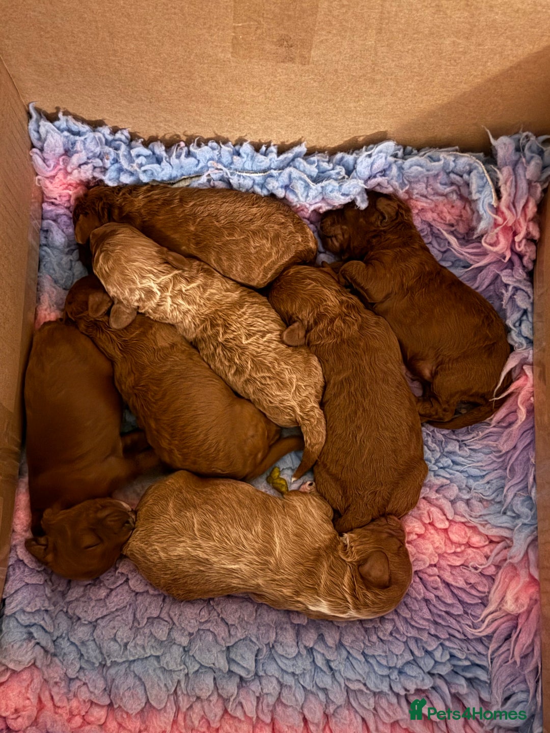 Cavapoo dogs for sale: Beautiful red cavapoo - Advert 2