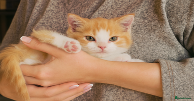 Scottish Fold cats - Advert 15