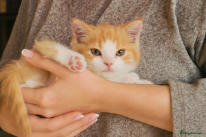 Scottish Fold cats - Advert 15