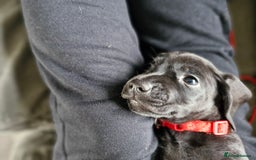 Miniature Dachshund dogs for sale: Miniature dachshund  - Image 25