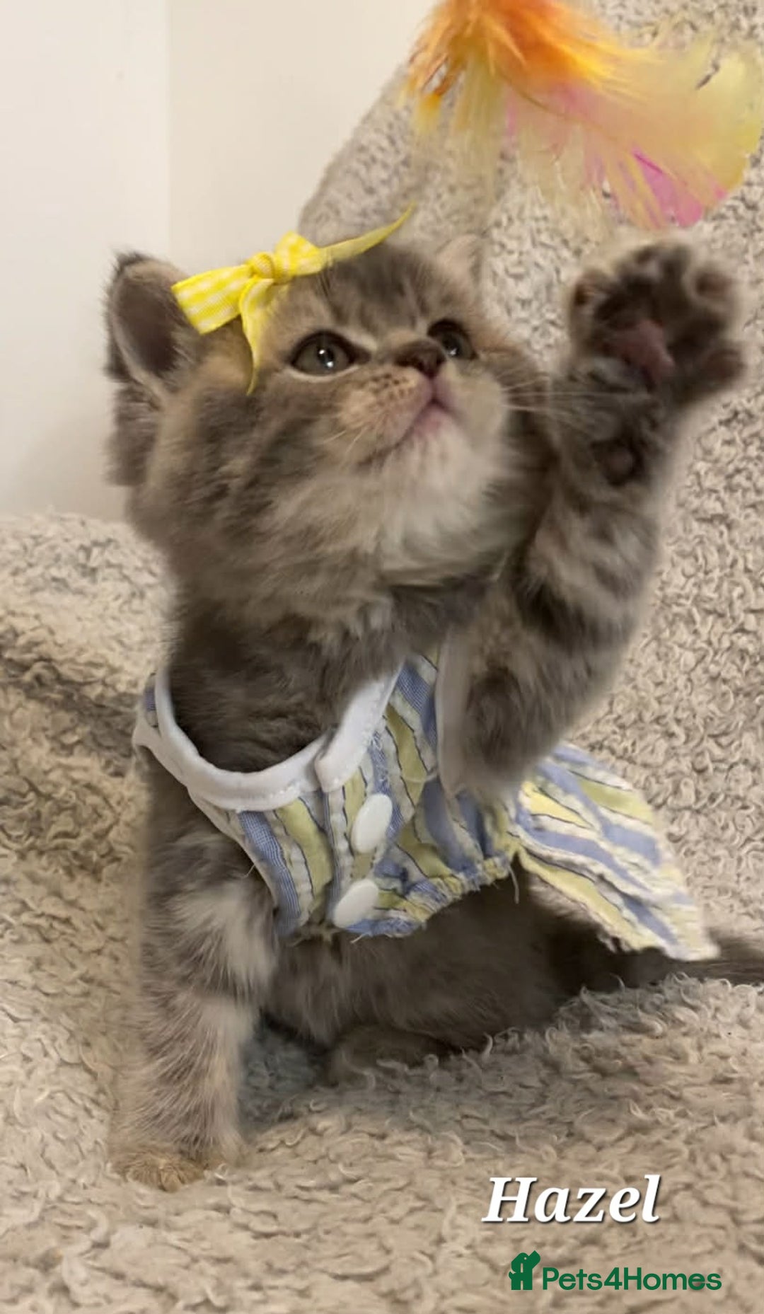 British Shorthair cats for sale: Left 1 boy only (British Shorthair) - Advert 20