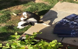 Mixed Breed dogs for sale: Border collie x Cockapoo  - Image 12