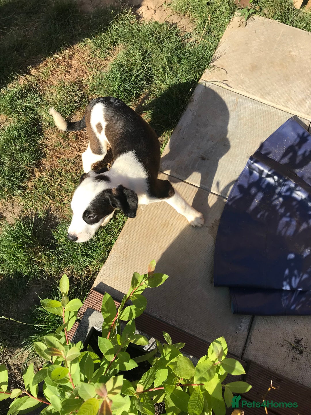 Mixed Breed dogs for sale: Border collie x Cockapoo  - Image 12