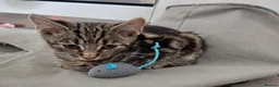 Mixed Breed cats for sale: Domestic brown tabby kitten thick stripes😻   - Advert 9