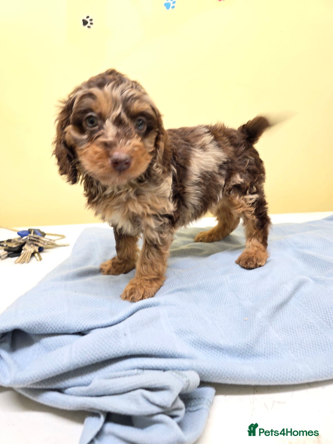 Cockapoo dogs for sale: Cockapoo puppies - Advert 1