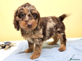 Cockapoo dogs Cockapoo puppies - Advert 8