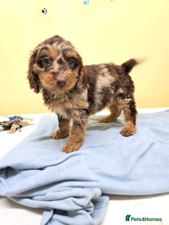 Cockapoo dogs Cockapoo puppies - Advert 3