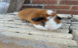 Guinea Pig rodents for sale: Teddy boar orange and white - Image 4