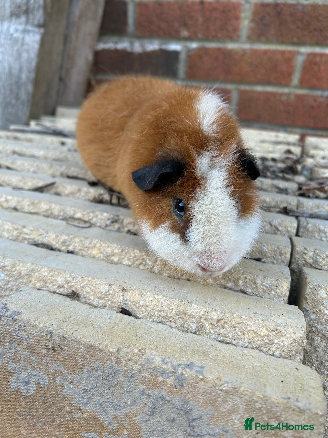 Guinea Pig rodents for sale: Teddy boar orange and white - Image 4
