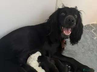 Bocker dogs Bocker puppies in Maidstone - Advert 1