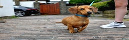 Miniature Dachshund dogs for stud: KC Reg Red Dapple Miniature Daschund Stud in Sheffield - Advert 3
