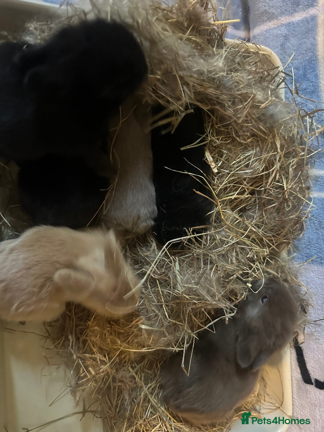 Mini Lion Lop rabbits for sale: Gorgeous lion lop babies  - Image 21