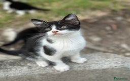 Mixed Breed cats for sale: 4 purr boxes  - Image 3