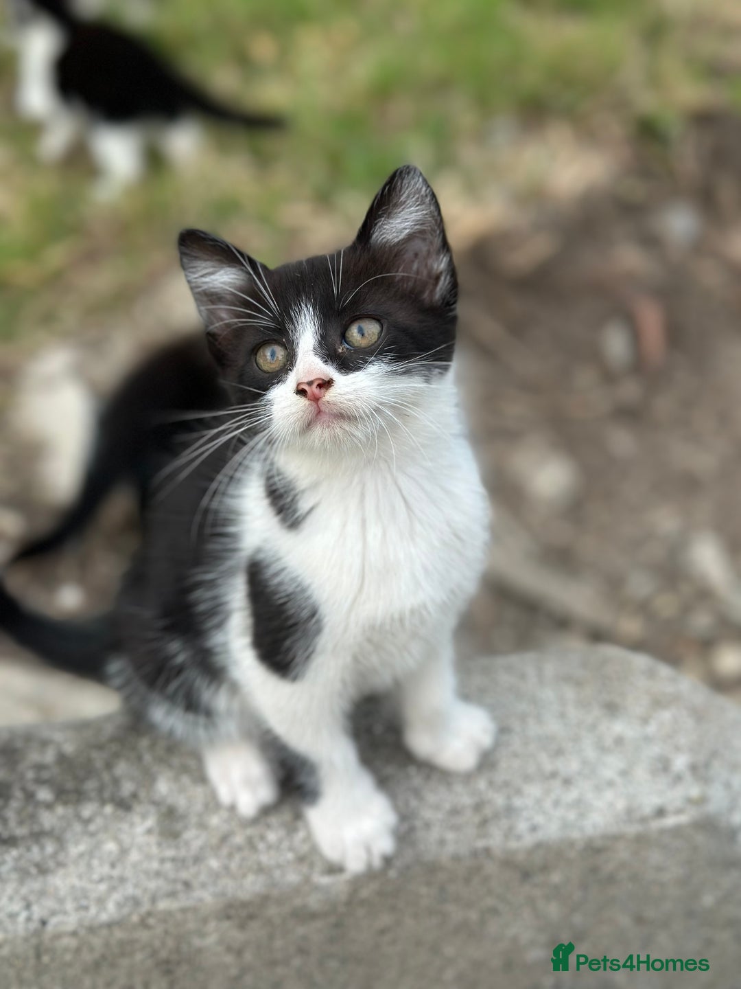 Mixed Breed cats for sale: 4 purr boxes  - Image 3