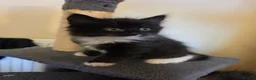 Mixed Breed cats for sale: Beautiful kitty - Advert 6