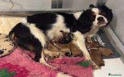 Cavapoo dogs for sale: Cavapoo puppies fully health tested parents - Image 27