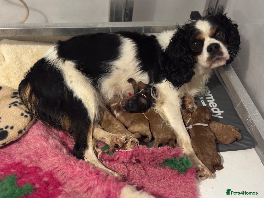 Cavapoo dogs for sale: Cavapoo puppies fully health tested parents - Image 27