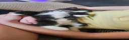 Mixed Breed cats for sale: 2 sets of part ragdoll kittens - Advert 12