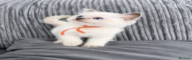 Blue point male ragdoll - orange collar 