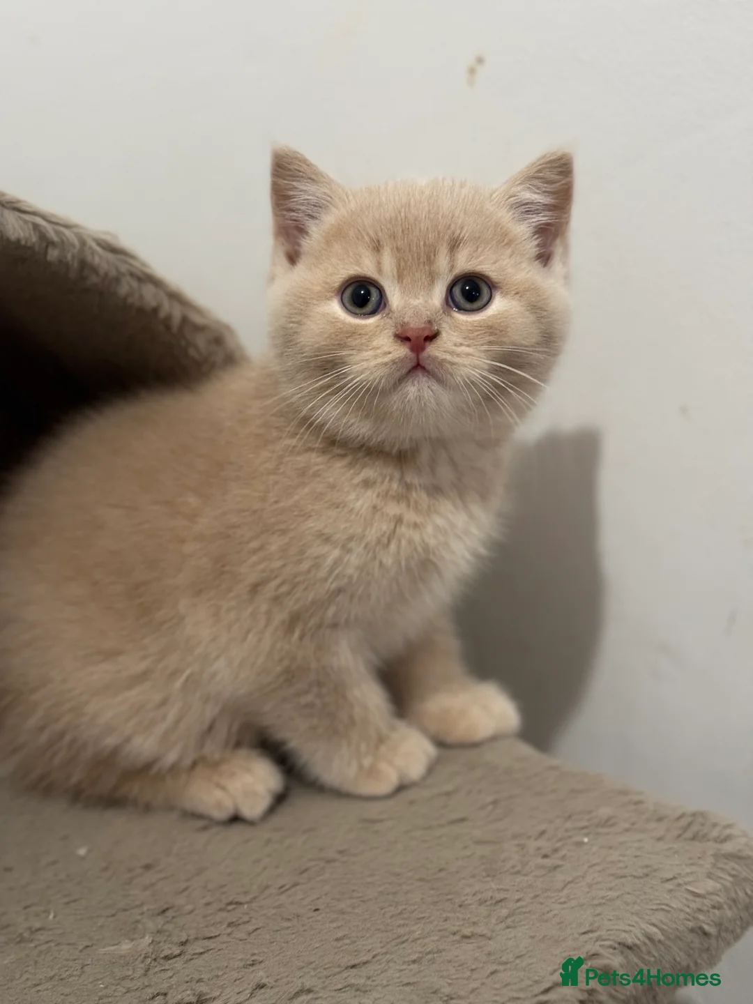 British Shorthair cats for stud: ⭐️LILAC STUD BOY ( GCCF, TICA REG )  in Preston - Advert 12