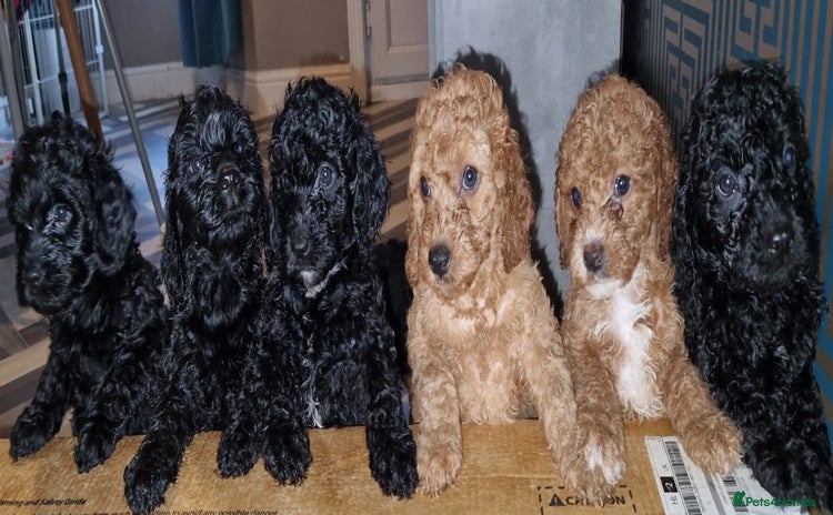 Cockapoo dogs - Advert 15