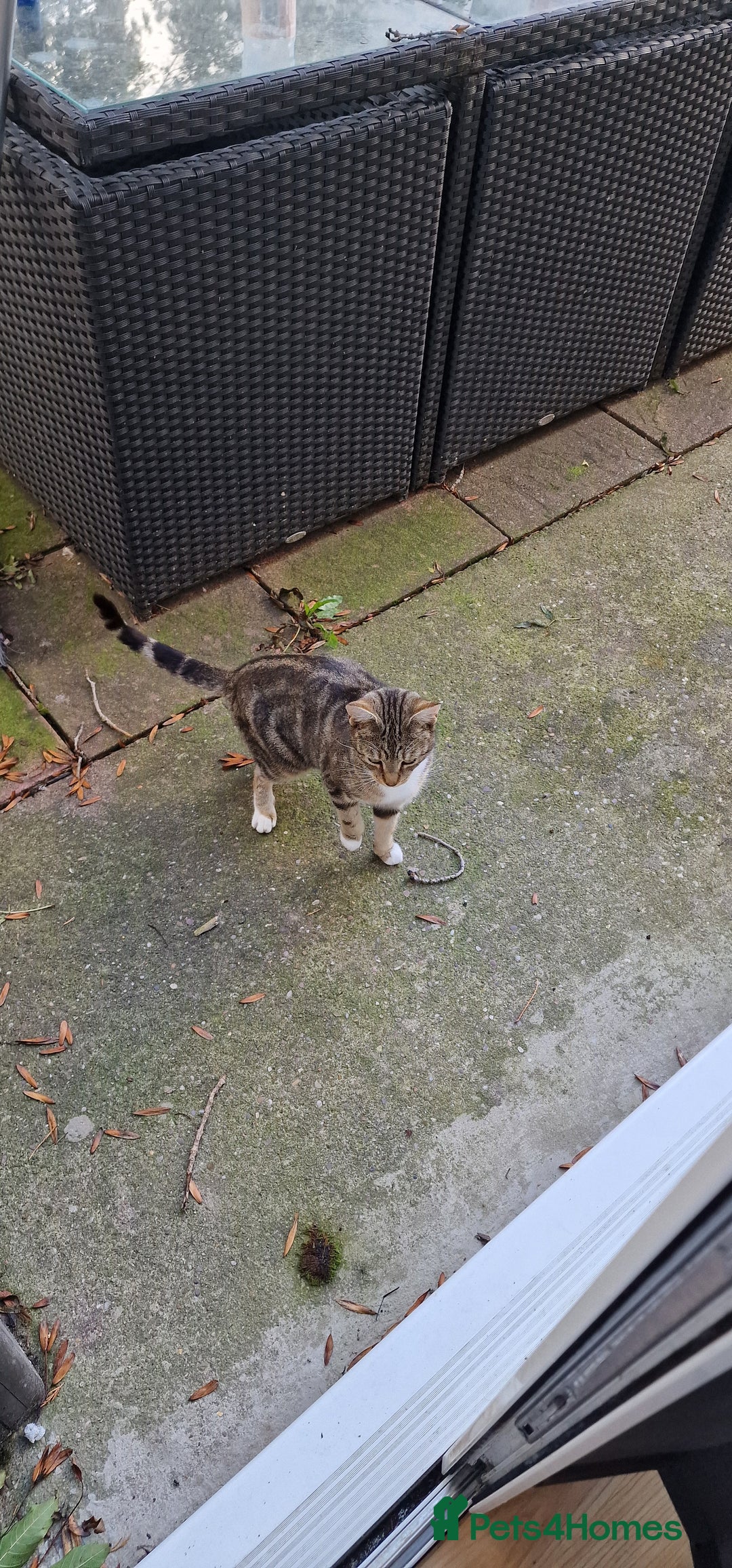 Toyger cats for sale: Toyger polydactyl girl  - Image 2