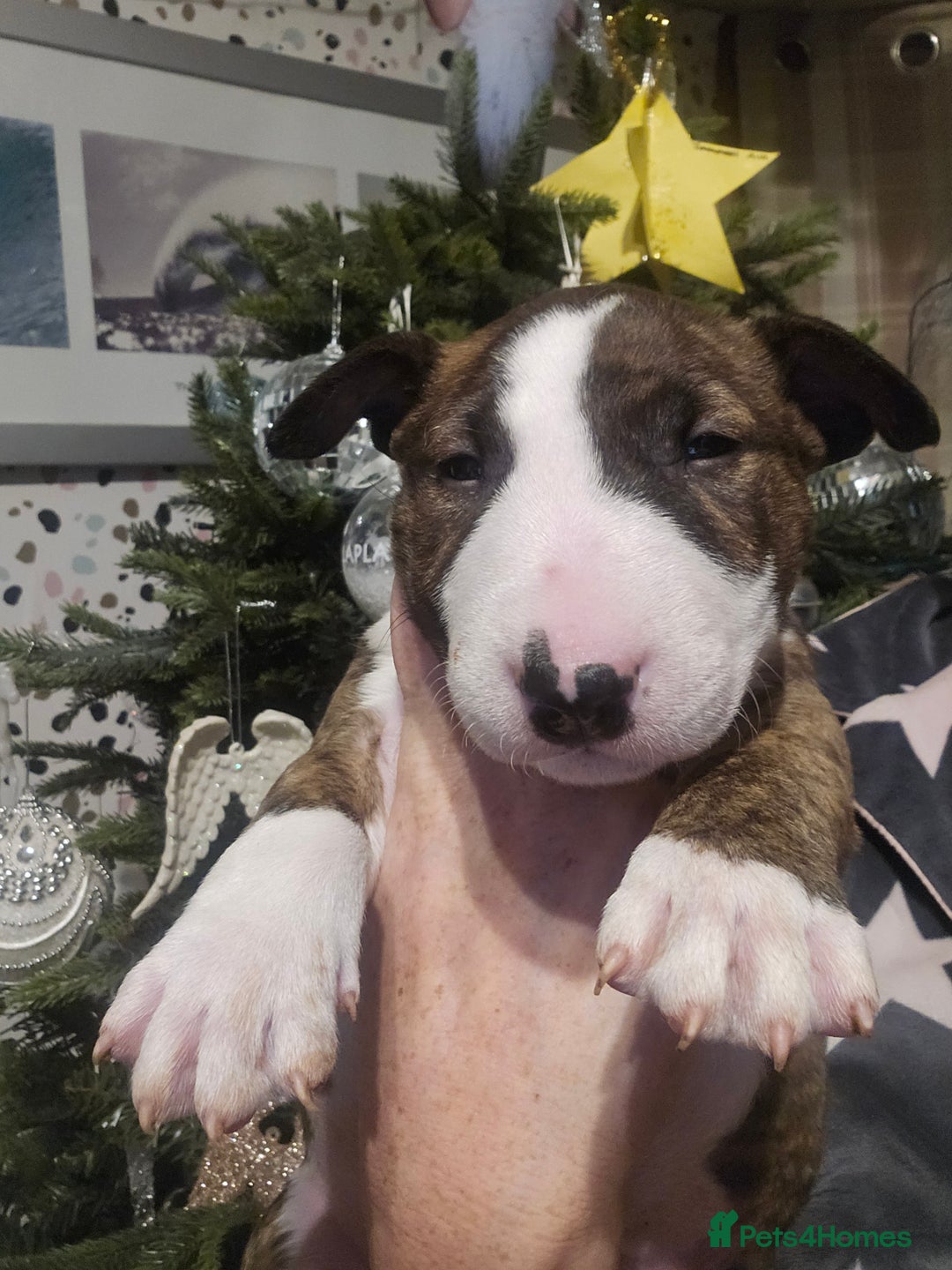 English Bull Terrier dogs for sale: Top Quality KC English Bull Terrier Puppies - Advert 7
