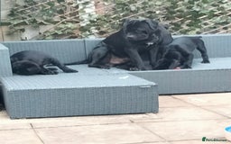 Cane Corso dogs for sale: Cane Corso puppies 14/11/25 - Image 1