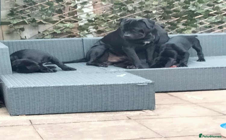 Cane Corso dogs - Advert 1